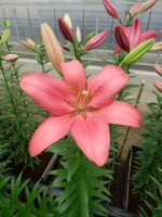 [5061 Manado No01.JPG]